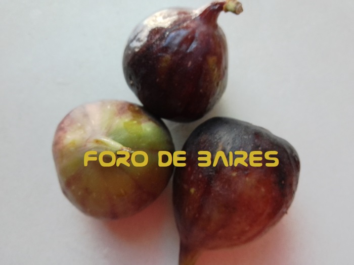 fotohigos5