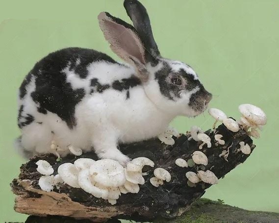 Can Rabbits Eat Wild Mushrooms