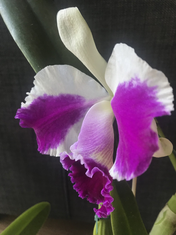 BED0710F-660A-4836-8E74-2A7E95D94713