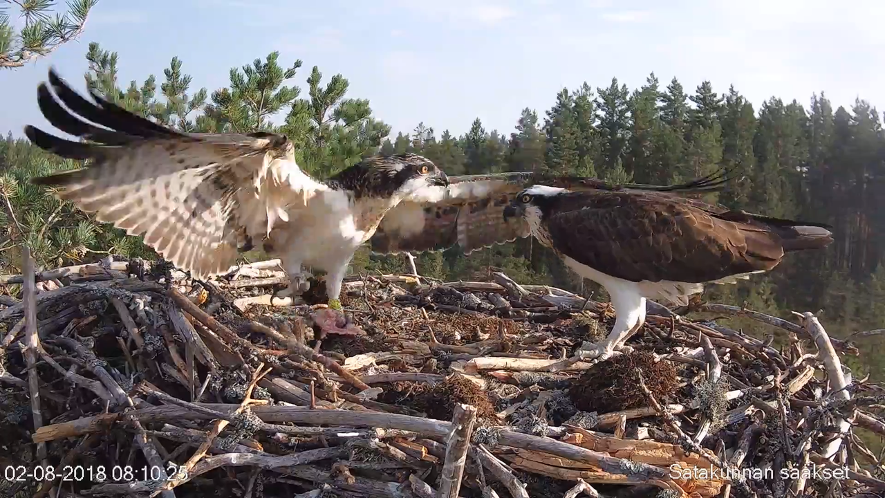 Satakunnan sääkset (Osprey Cam in Finland) - #sääksilive 3-5-0 s