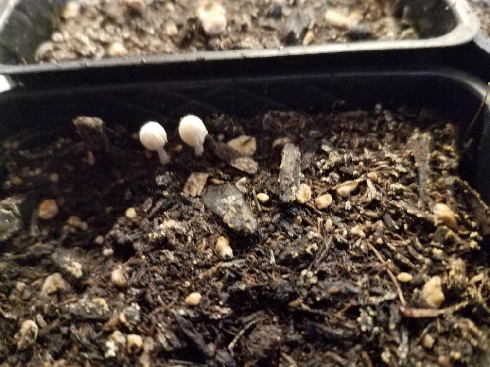 Mushrooms in indoor container garden Rollitup