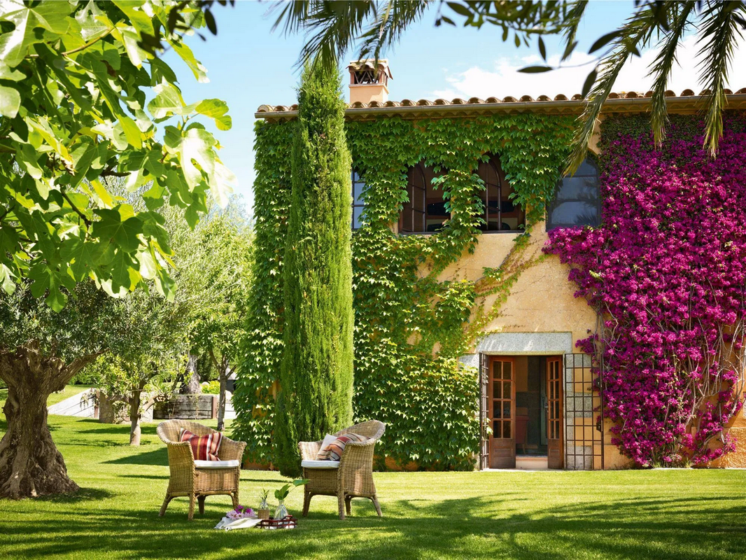 Estas son las plantas trepadoras más hermosas para tus paredes