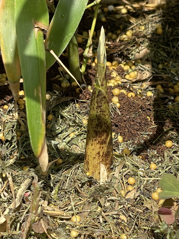 BA044DDD-DC29-40D7-A65B-587BD7BFDFCB