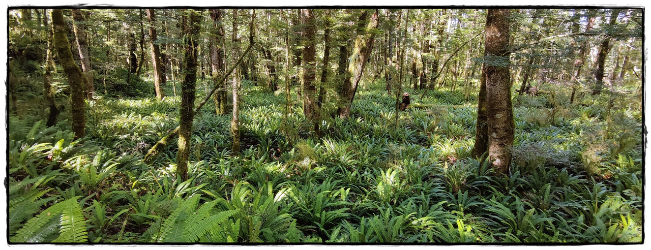 Fiordland NP: Kepler Track (febrero 2022) - Escapadas y rutas por la Nueva Zelanda menos conocida (47)