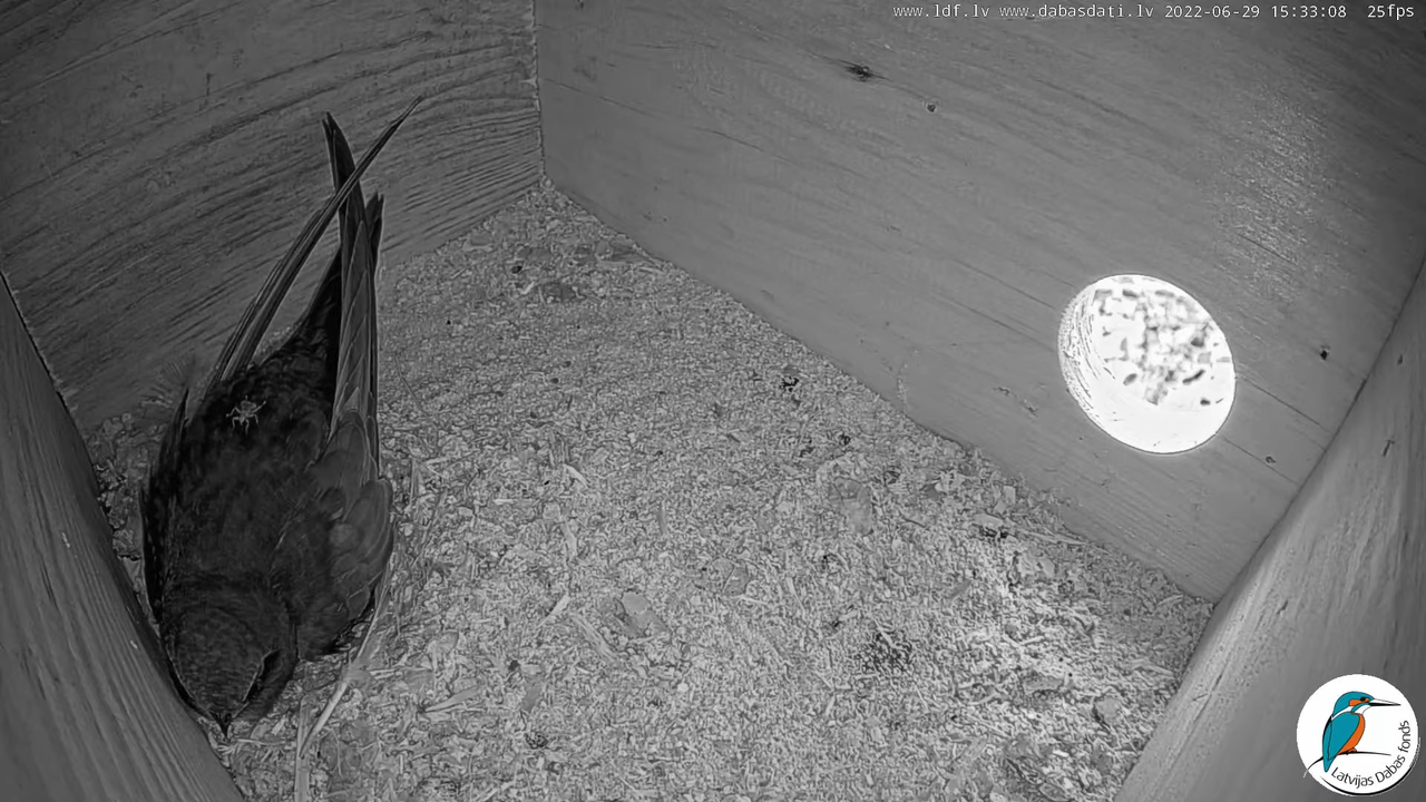 Svīre (Apus apus) Cēsu pils - LDF tiešraide _ Būris 6-29-52 screenshot