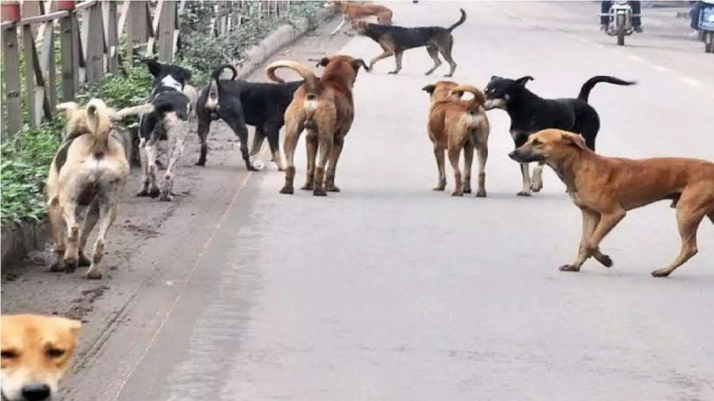 Monos matan a 250 perros en venganza por la muerte de una de sus crías en India