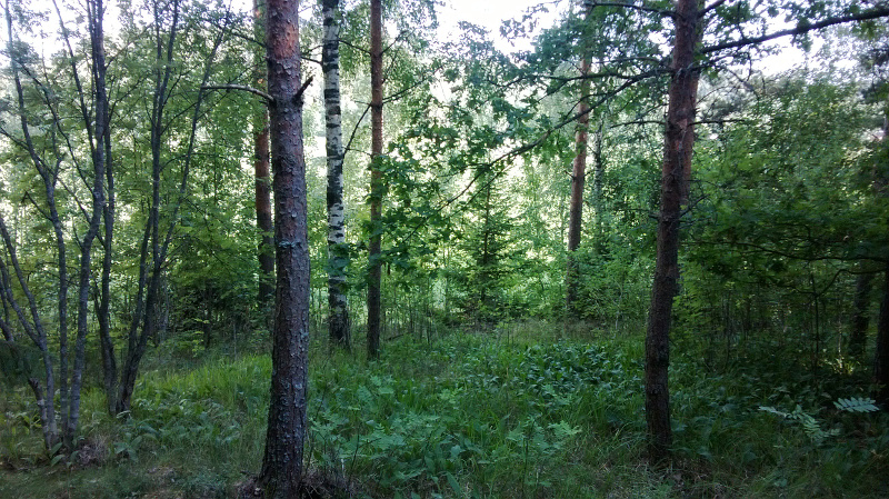 WP_20140708_002