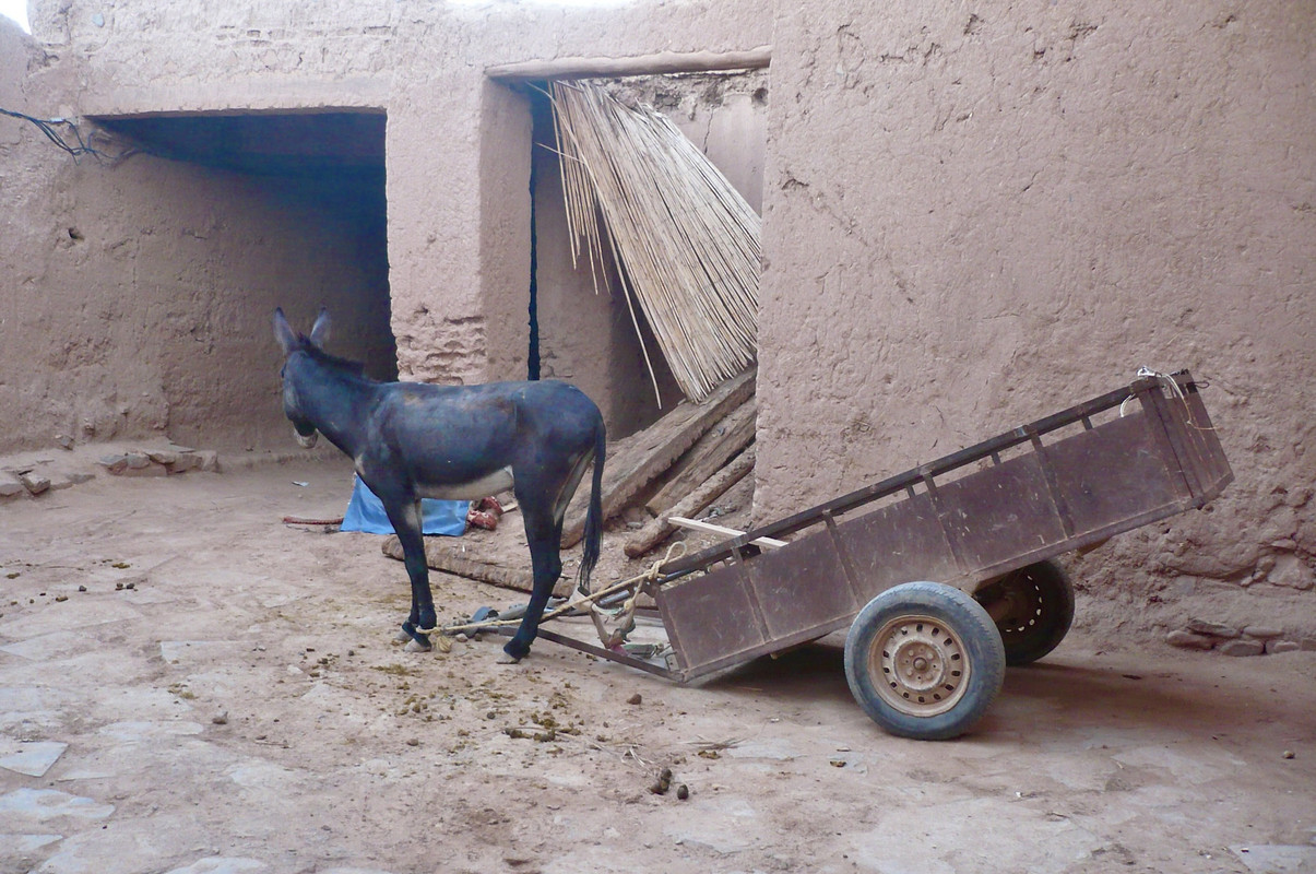 El palmeral de Ternata : Zagora y Tissergate - El Valle del Drâa, la gran arteria del sur de Marruecos (26)