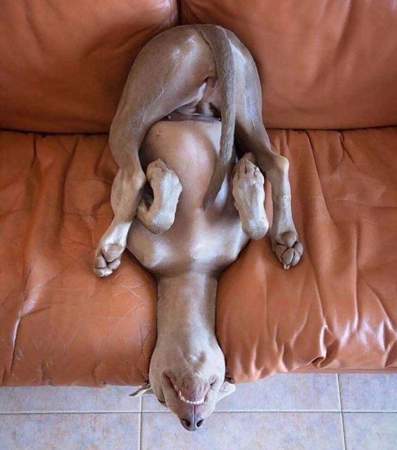 funny-dog-sleeping-positions-82-5d5f9481