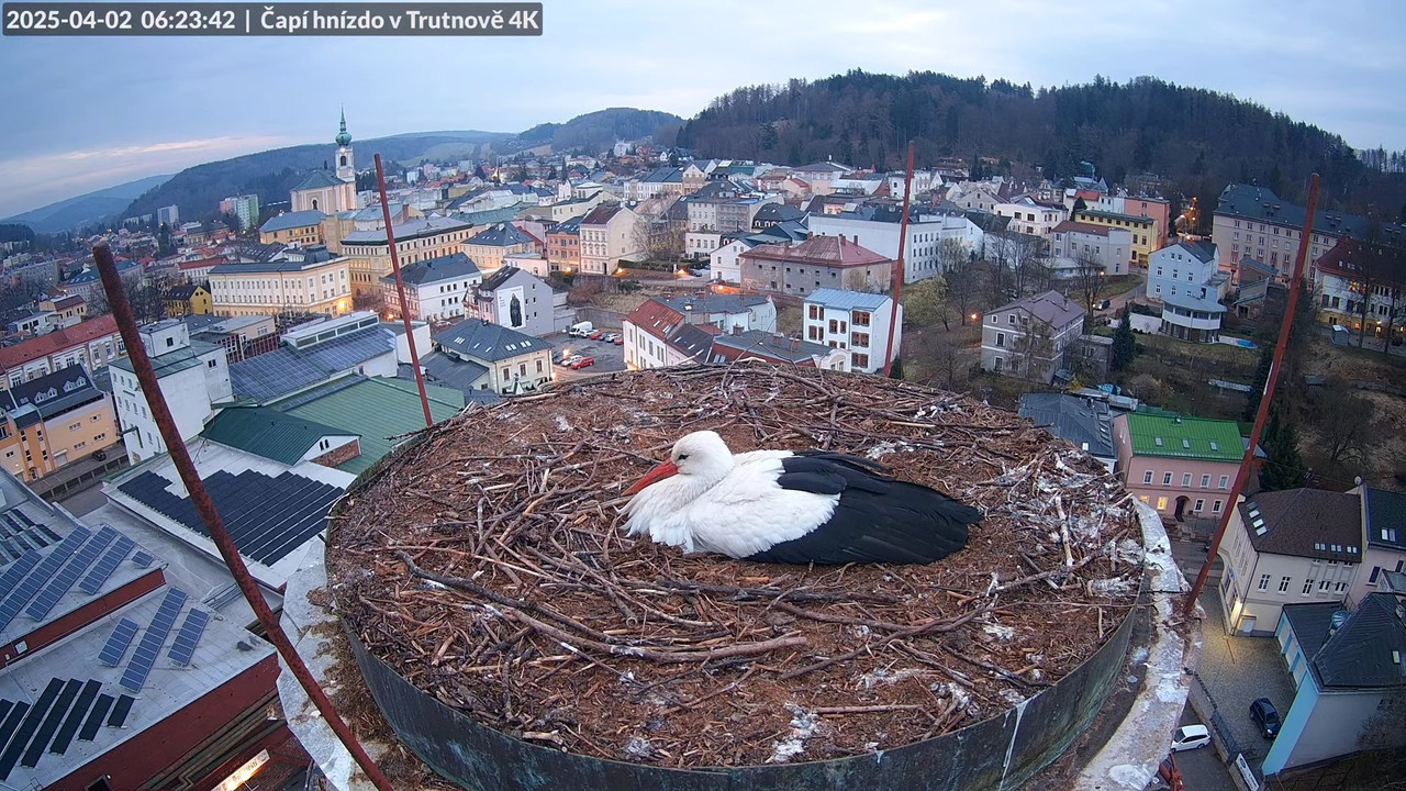 Živě z čapího hnízda na pivovarském komíně v Trutnově 10-54-37 screenshot