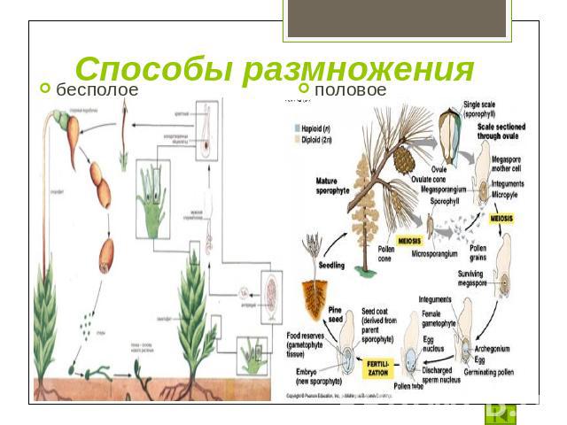 Особенности процесса естественного размножения растений