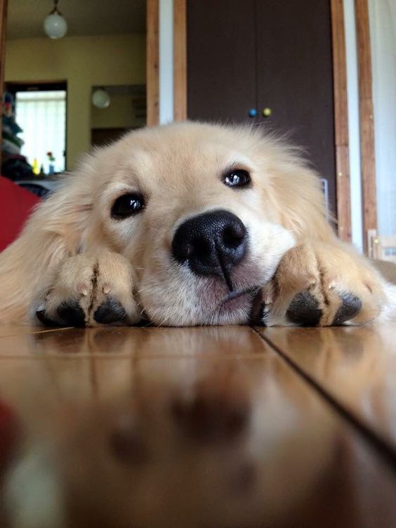 Dogretriverc49513f375642dd1f101582c1.jpg