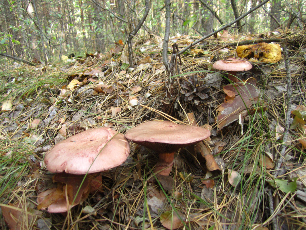 IMG 5607 — Postimages