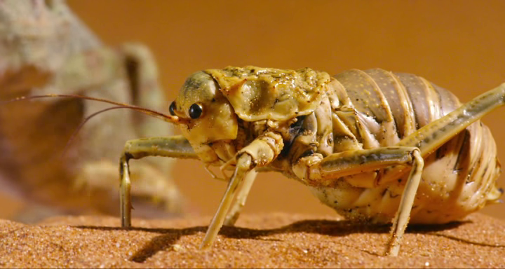 vlcsnap-2018-04-11-19h42m01s939