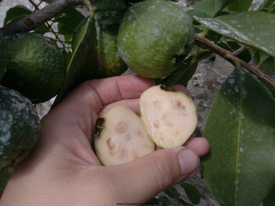 huertasurbanas_com_20180311_115622psidium_robustum-1