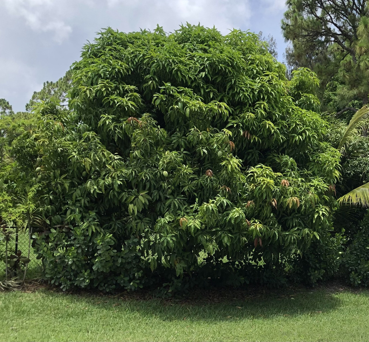 Unknown Indian Mango Tree