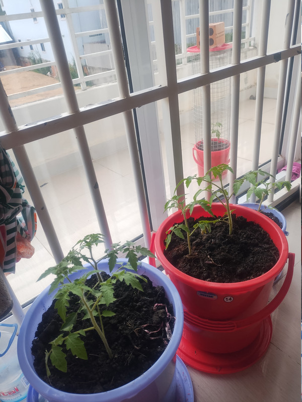 260917tomato