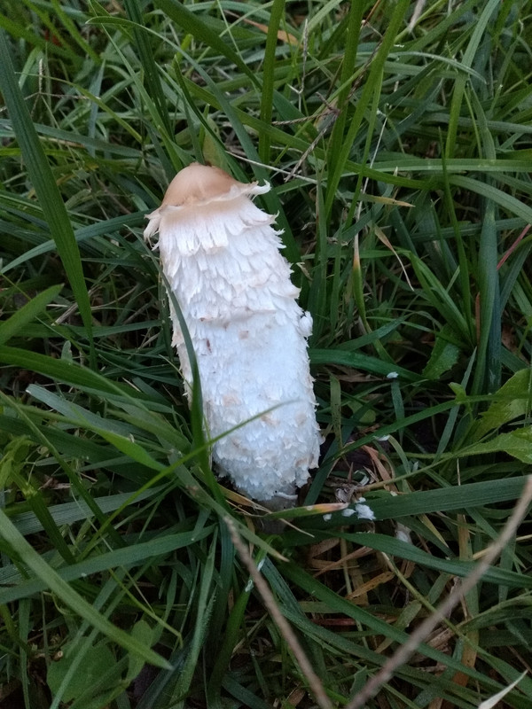 IMG_20191114_164321974