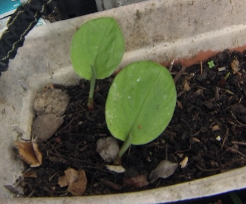 Krachai sprouting foliage - Boesenbergia pandura