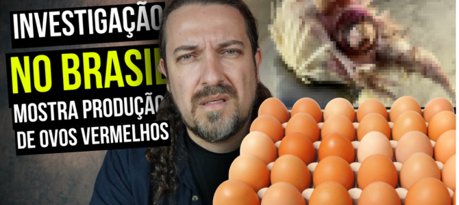 Investigação em granja brasileira revela segredos da produção de ovos vermelhos