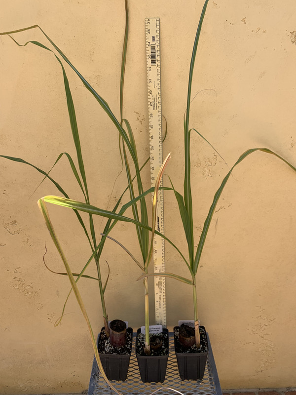 18410BF3-8CD1-42BD-A0C5-26C6CCDE272A