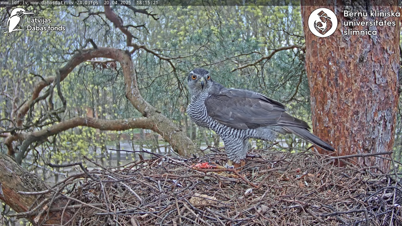 Vistu vanags (Accipiter gentilis) BKUS teritorijā – 2. ligzda 10-41-21 screenshot