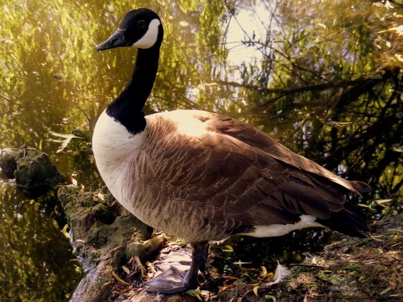 canada-goose-HD.jpg