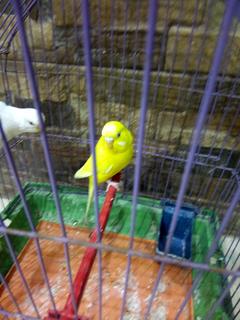 صورة