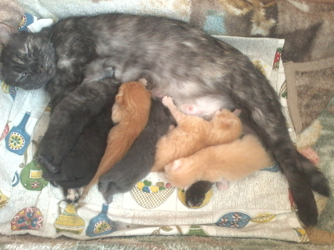 Марта с котятами