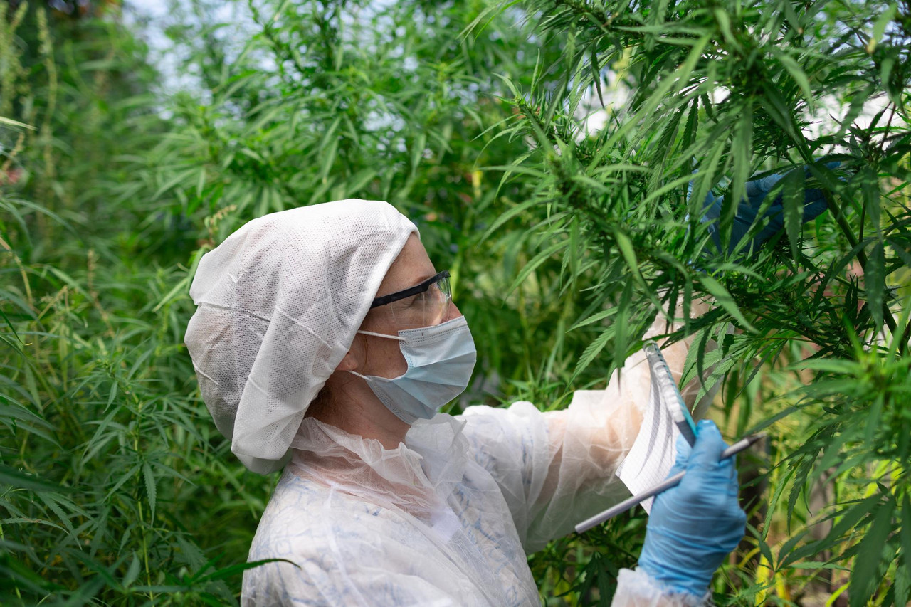 Luxury dispensary