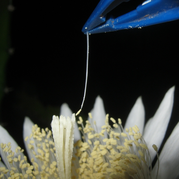 Sword Pear pistil 'mechanical' pollination attem