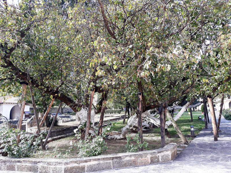 Slika