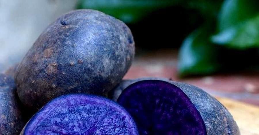 Сорт картофеля «Vitelotte» Сорт картофеля «Vitelotte»