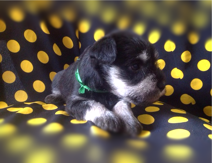 photoeditorsdk-export (6)