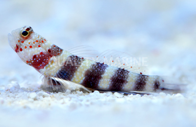 wheelers-goby.jpg