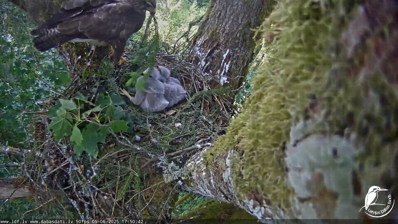 Melnās klijas (Milvus migrans) Kurzemē_ peļu klijāni (Buteo buteo) 15-7-52 screenshot