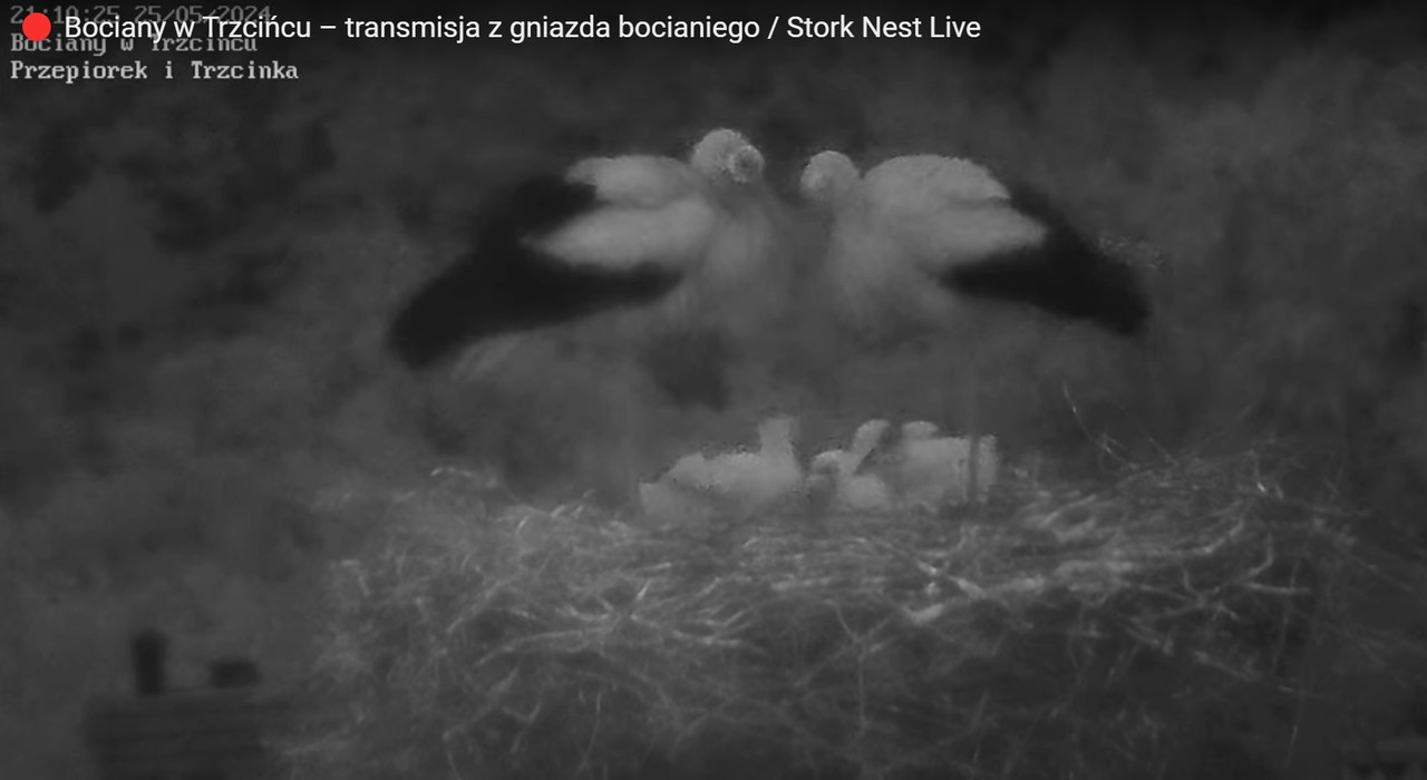 lovkikisskiforeverki