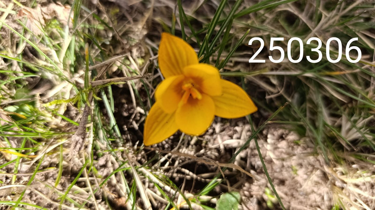 krokus01