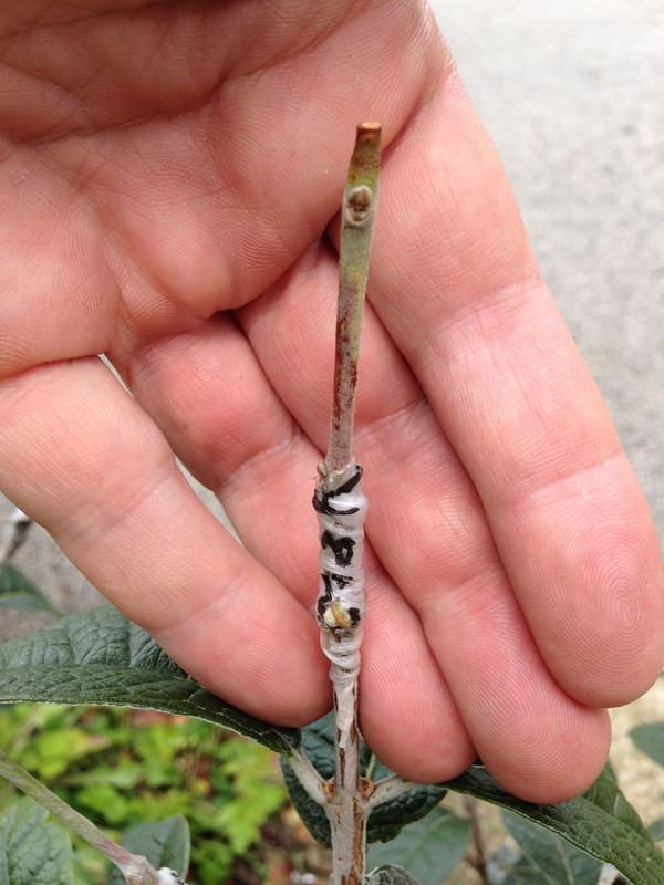Feijograft3 - 6
