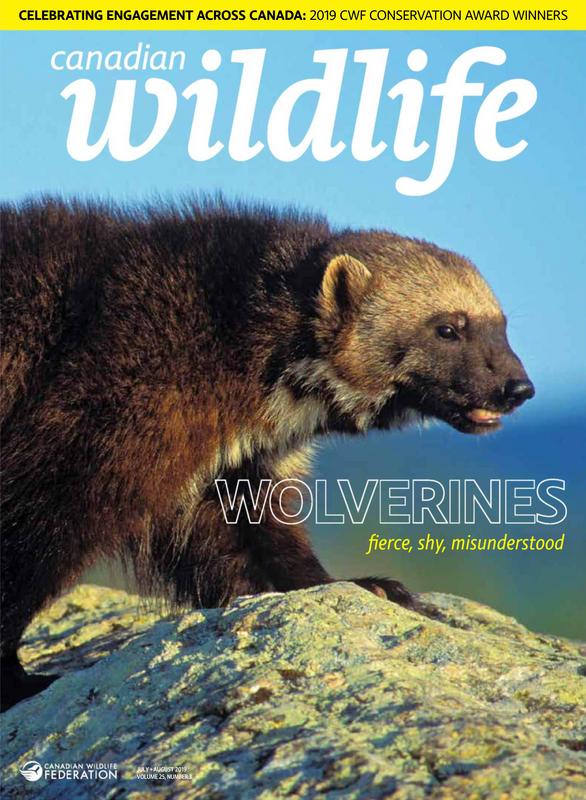 Canadian-Wildlife-July-August-2019.jpg