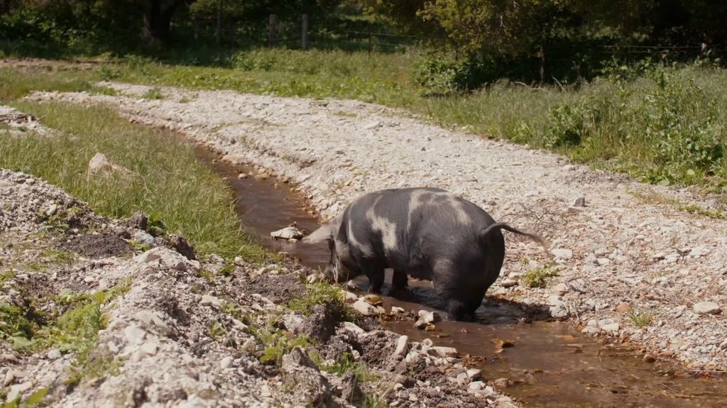 [Image: 38dvmz05lbzt.jpg]