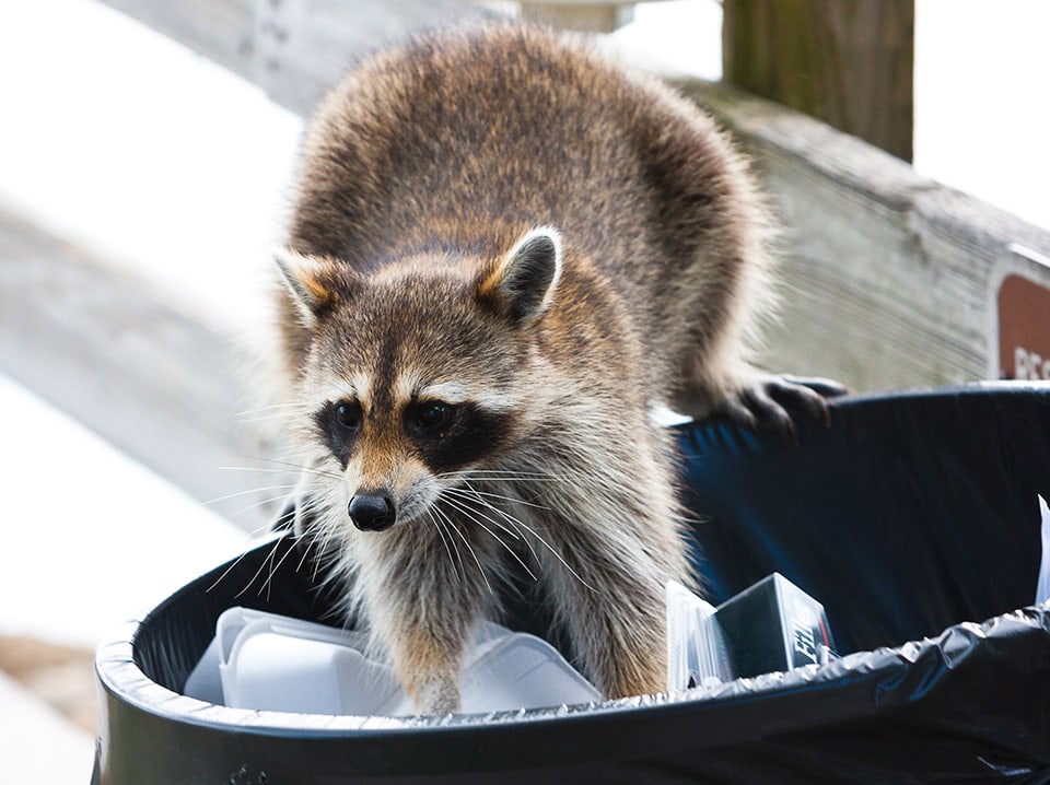 wildlife removal Kissimmee