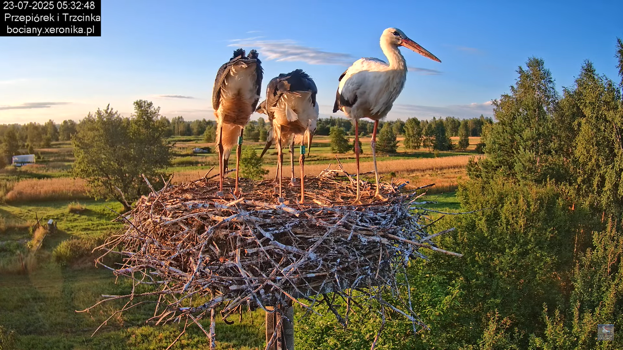 23072025bociany13