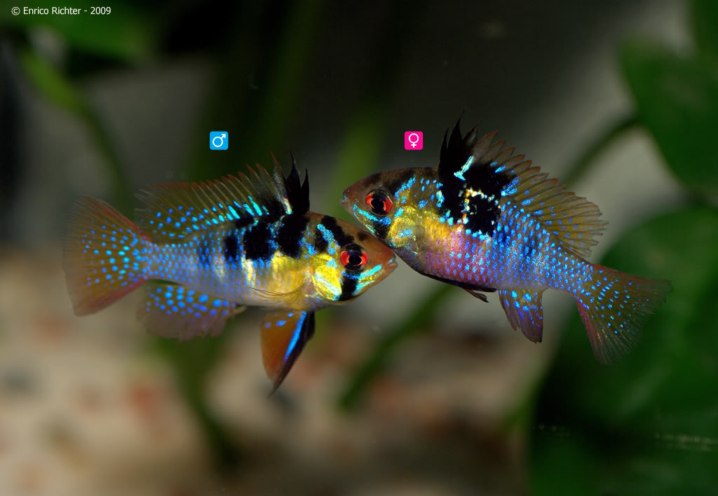 Mikrogeophagus-ramrirezi-pair