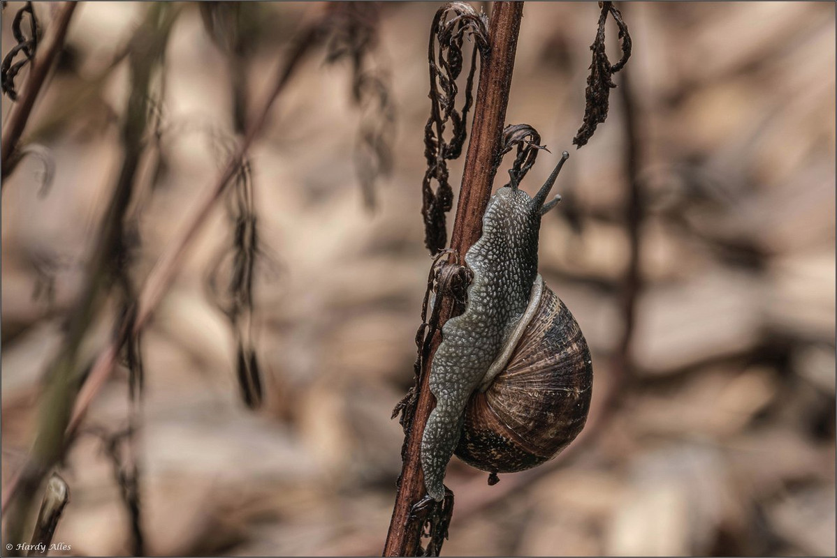 XT4H3623-Verbessert-RR 2023 Gottwill  LR ERWZ FB