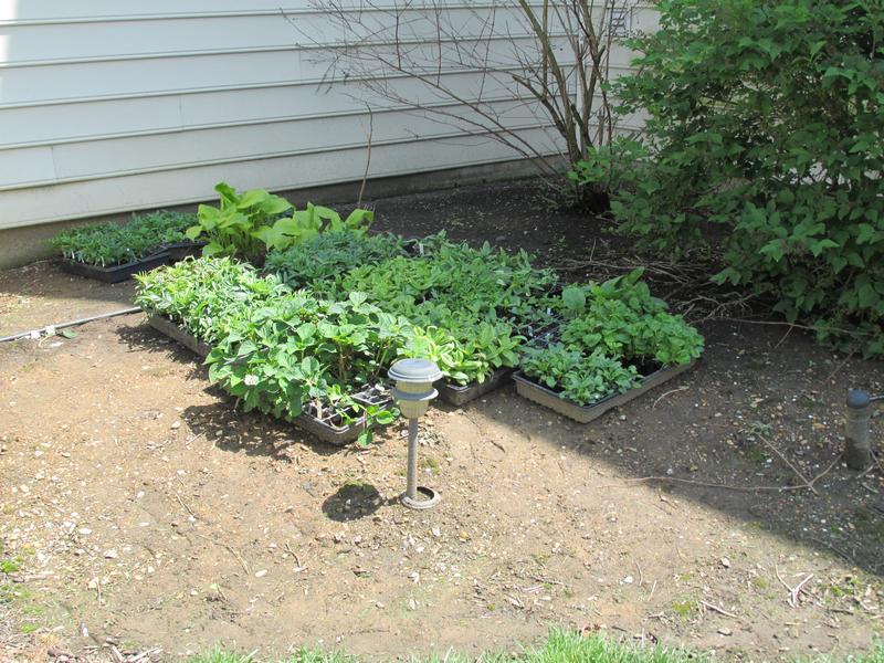 Lawn and Gardens  05.04.2019  (8)