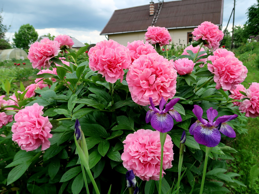 Пион Carnation Bouquet 3