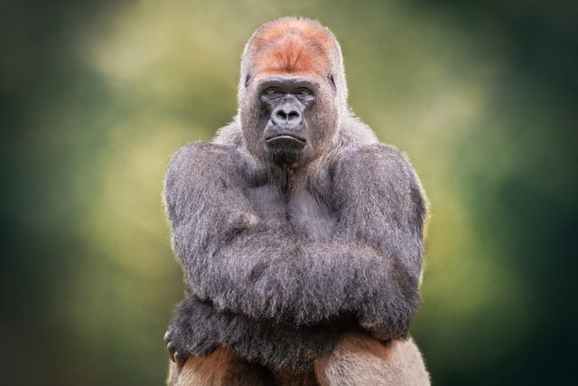 [Image: Silverback-gorilla-1024x683.jpg]