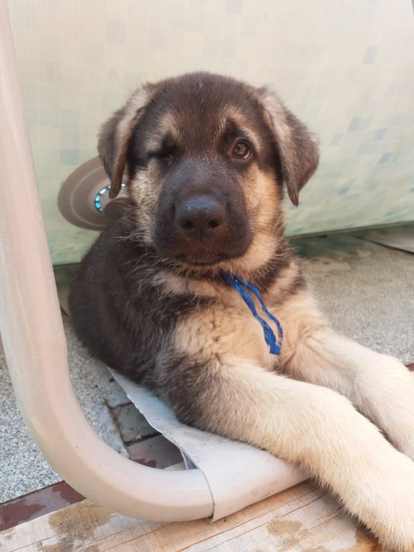 Карат моргает