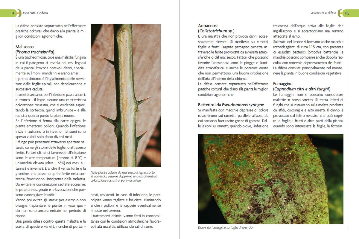 Coltivare gli agrumi (2021) 6